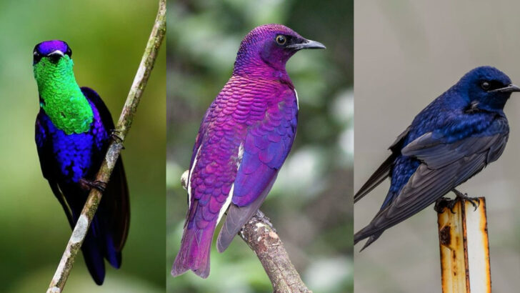 Meet 16 Breathtaking Purple Birds and Their Incredible Stories