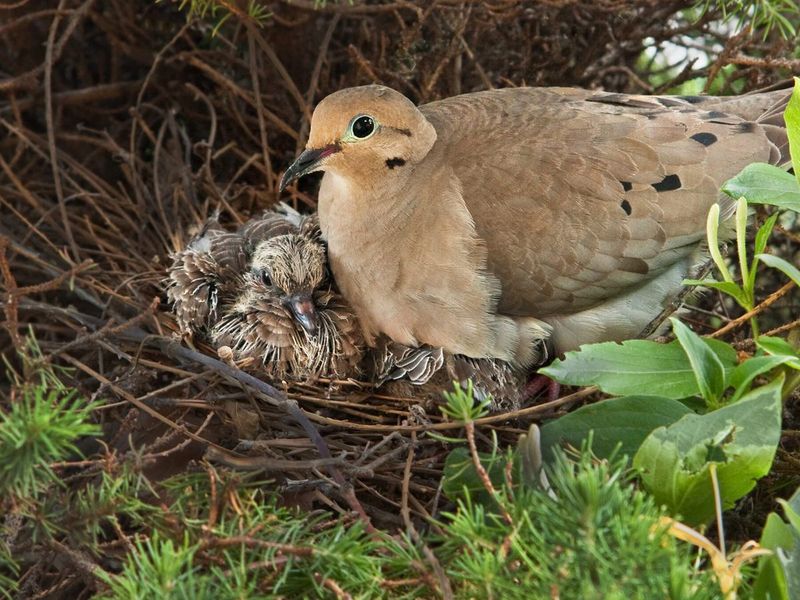 Breeding and Nesting