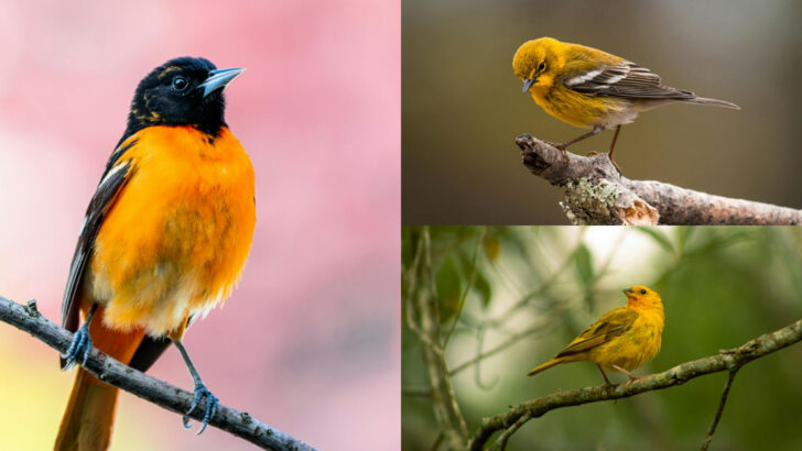 17 Bright and Beautiful Yellow Birds You Might Spot Near You