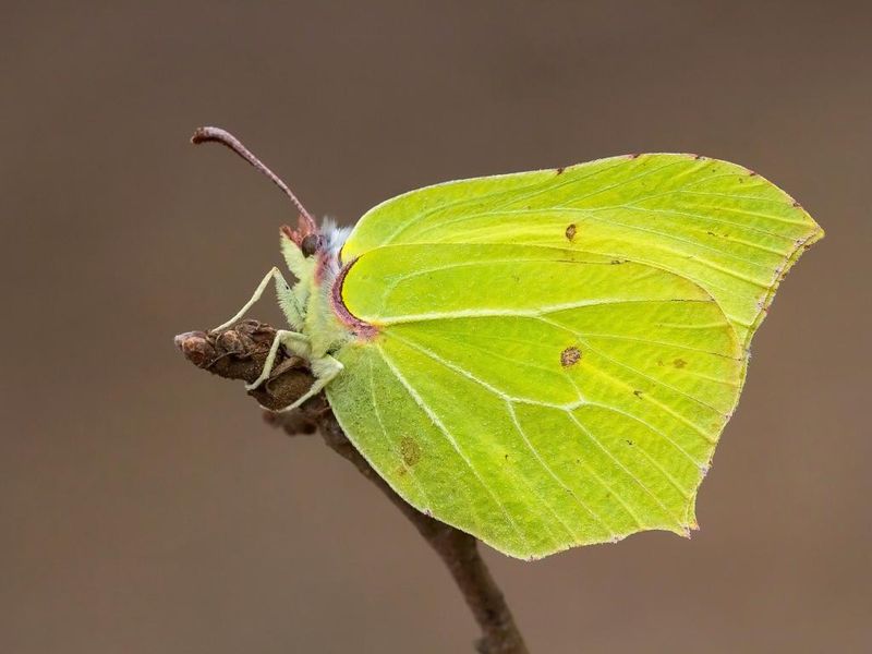 Brimstone Butterfly