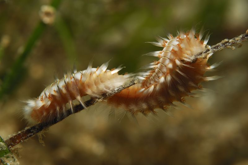 Bristle Worm