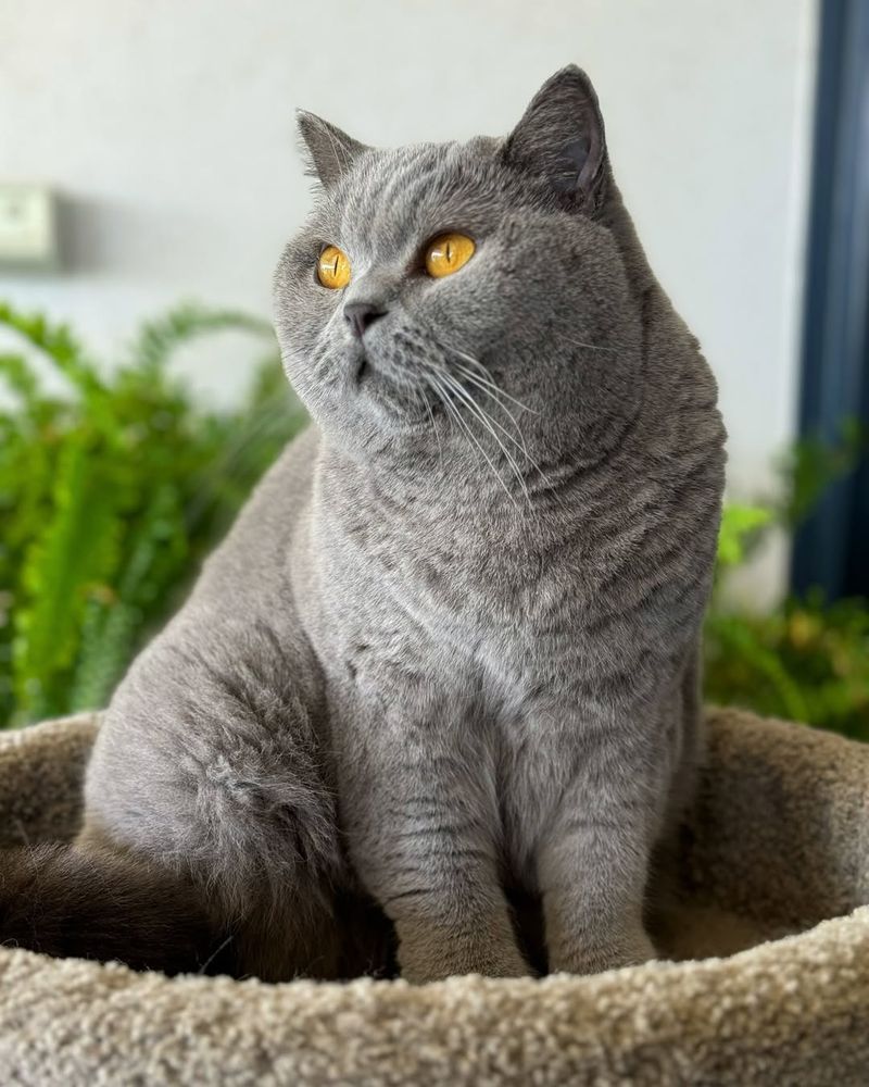 British Shorthair