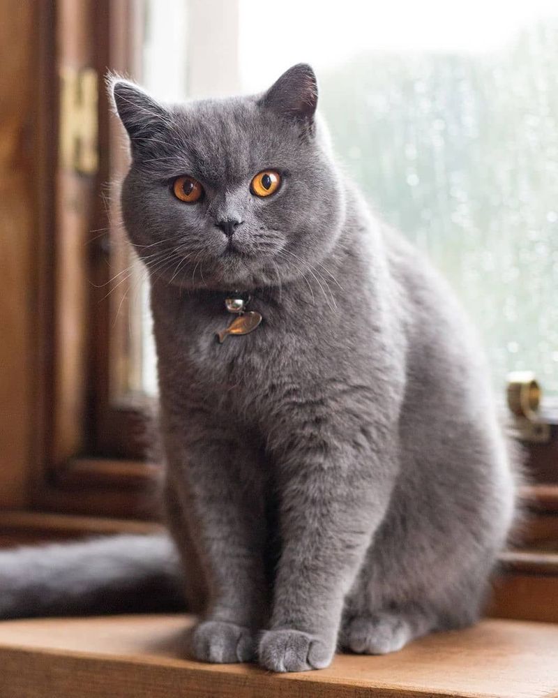 British Shorthair