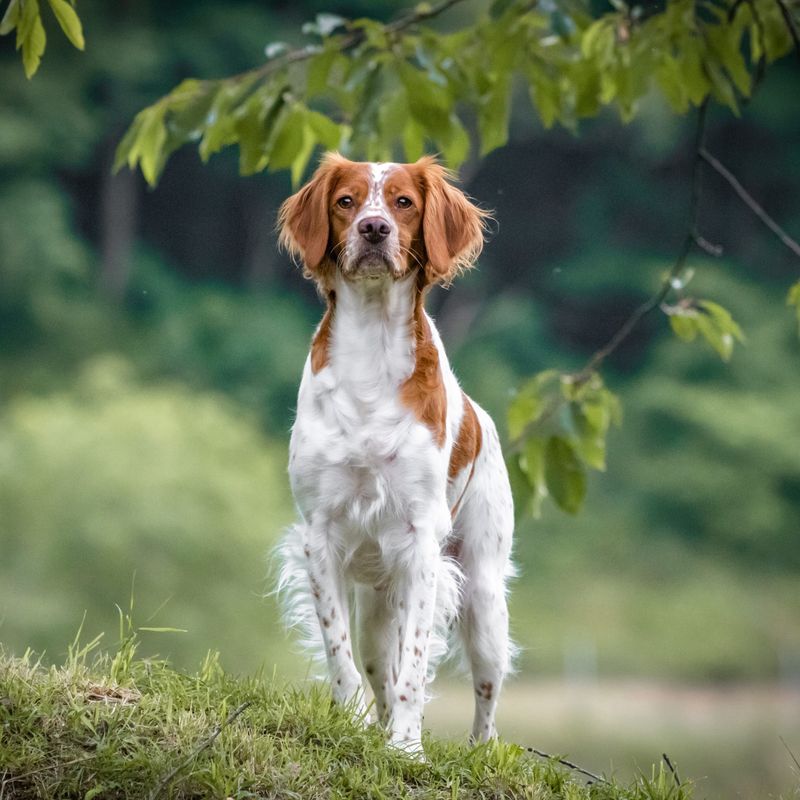 Brittany Spaniel