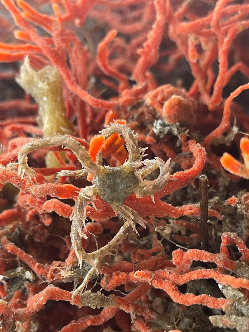 Brittle Stars