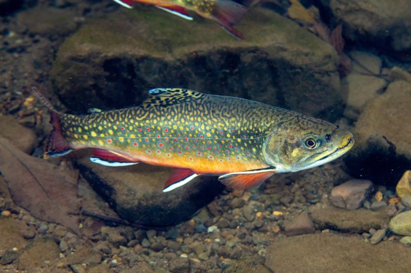 Brook Trout