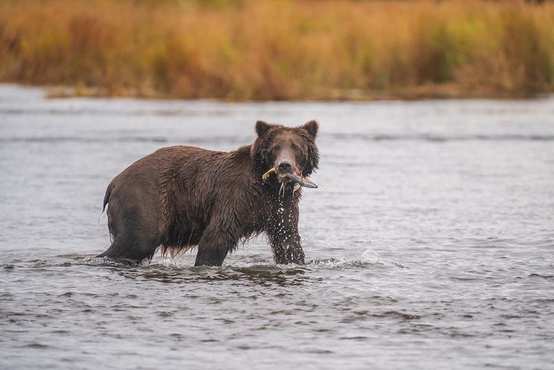 Brooks River, Katmai National Park, Alaska