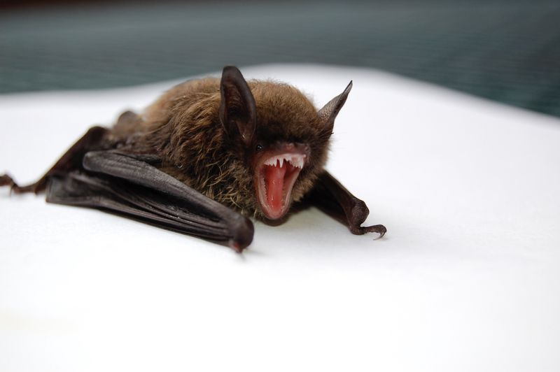 Brown Bat