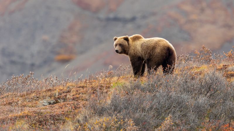 Brown Bear