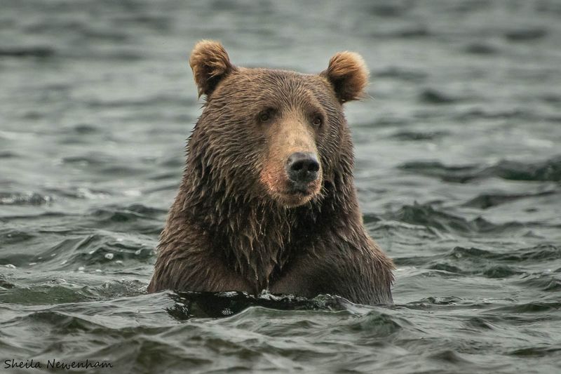 Brown Bear