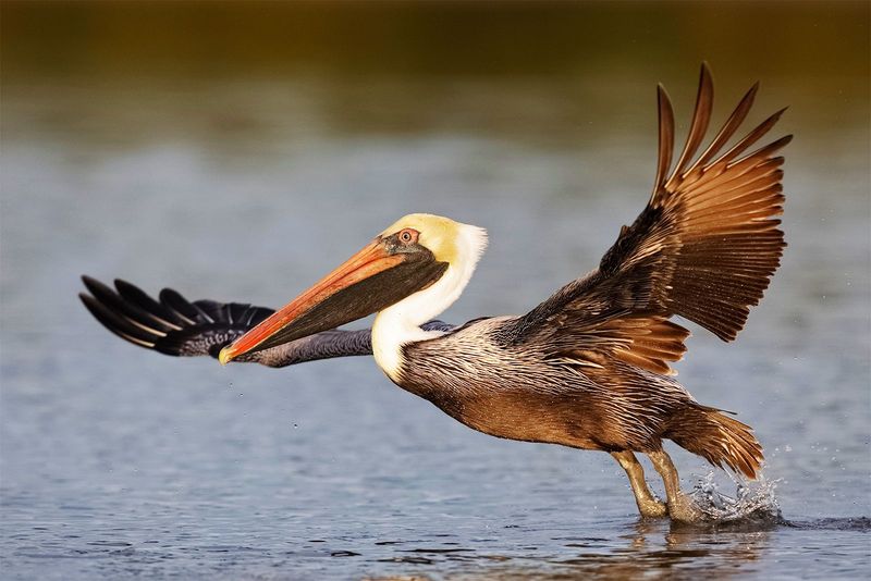 Brown Pelican