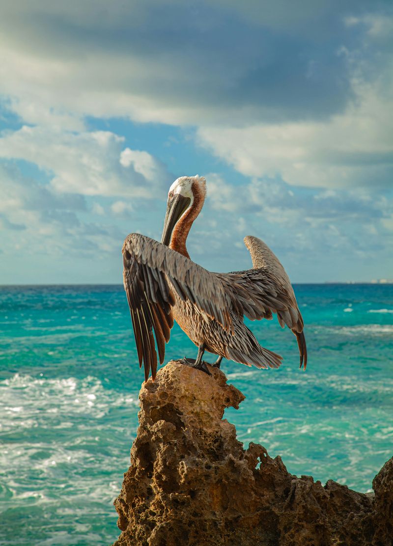 Brown Pelican