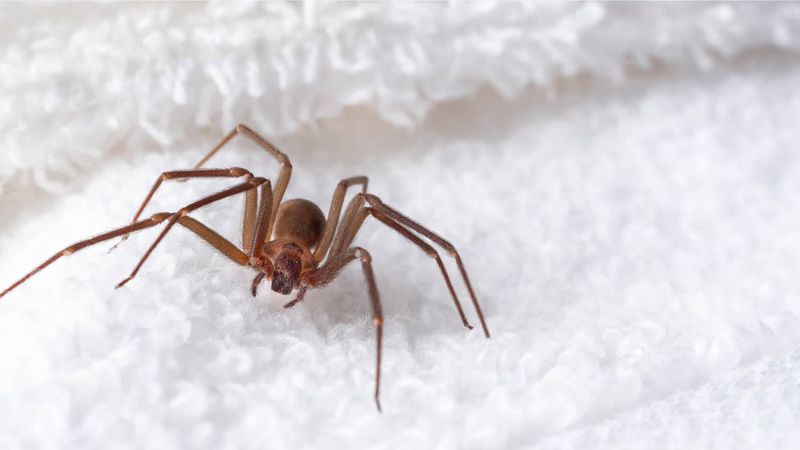 Brown Recluse Spider