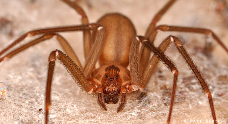 Brown Recluse Spider