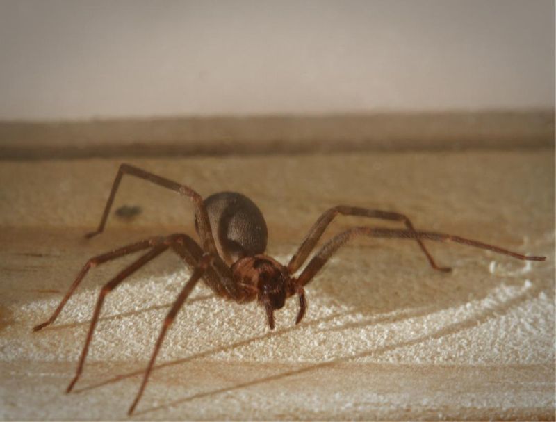 Brown Recluse Spider