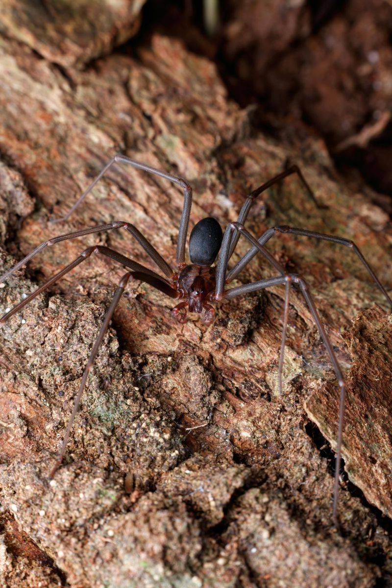 Brown Recluse Spider