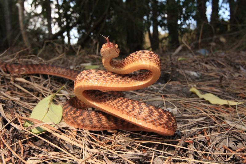 Brown Tree Snake