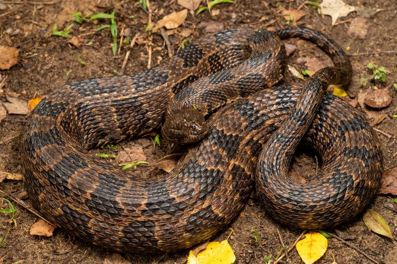 Brown Water Snake