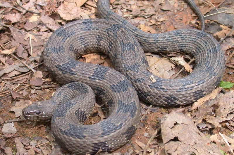 Brown Water Snake