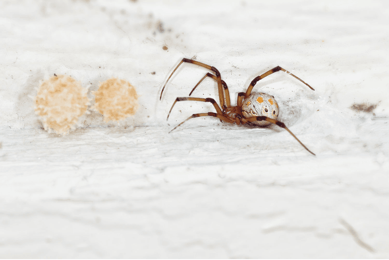 Brown Widow Spider