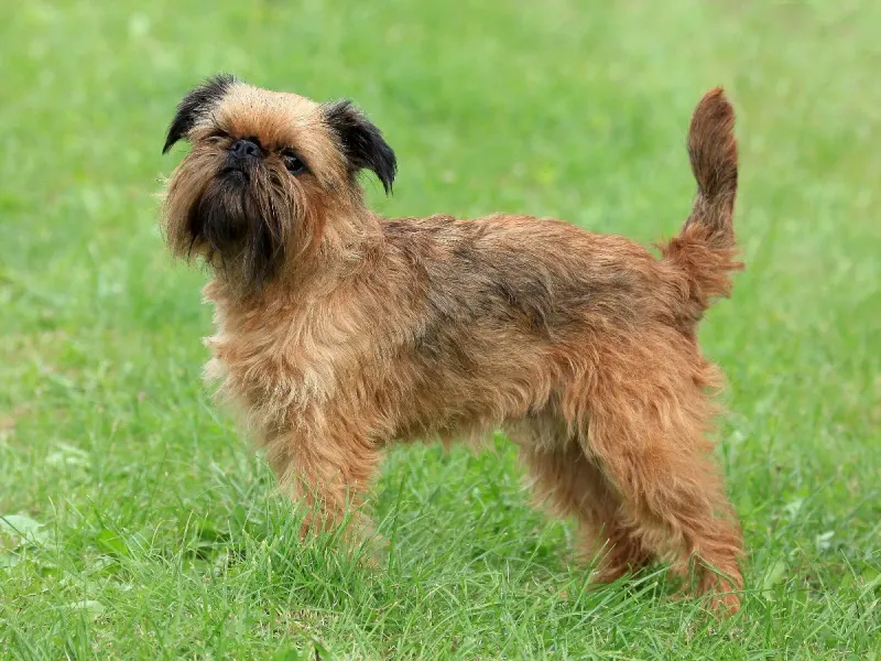 Brussels Griffon