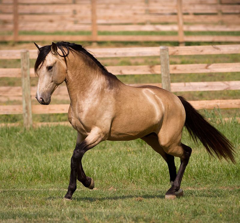 Buckskin