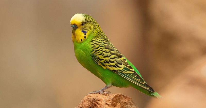 Budgerigar