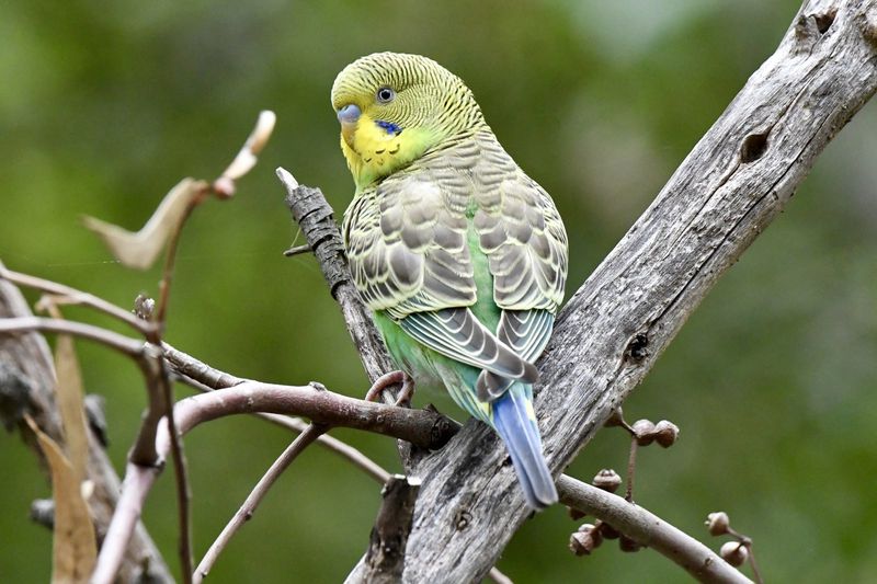 Budgerigar