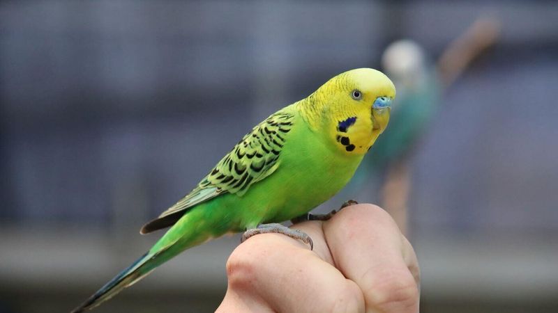 Budgerigar (Budgie)