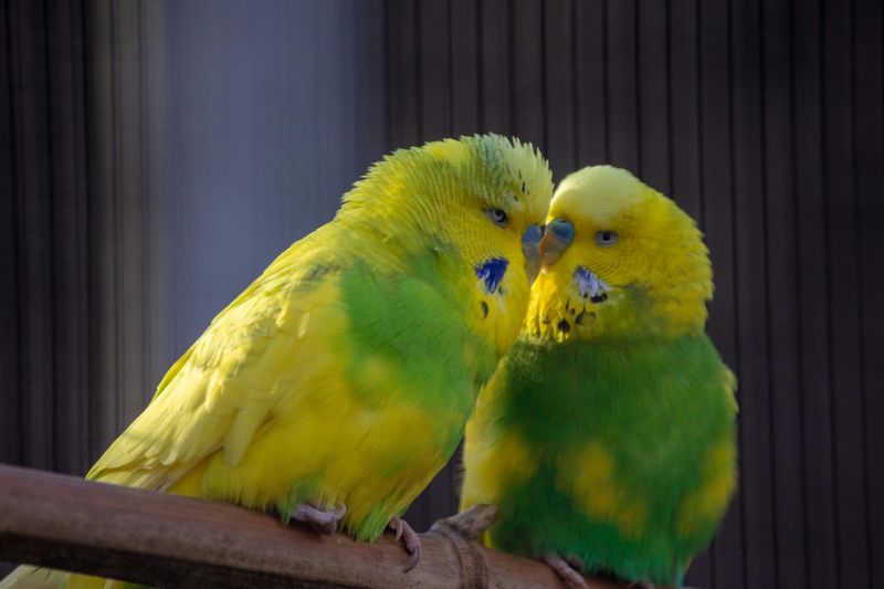 Budgerigars (Budgies)