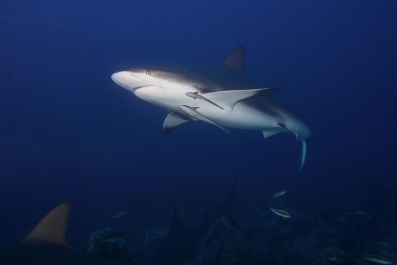 Bull Shark