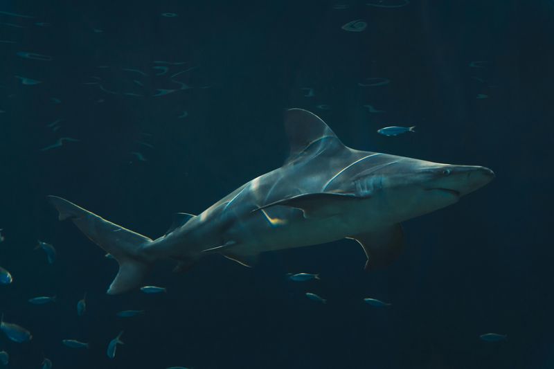 Bull Shark