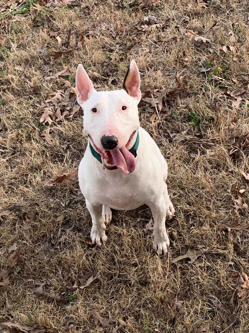 Bull Terrier