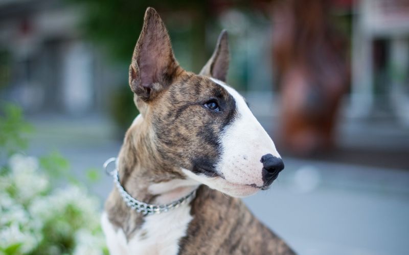 Bull Terrier