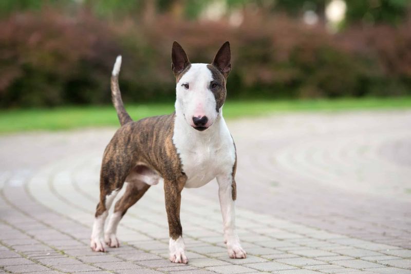 Bull Terrier