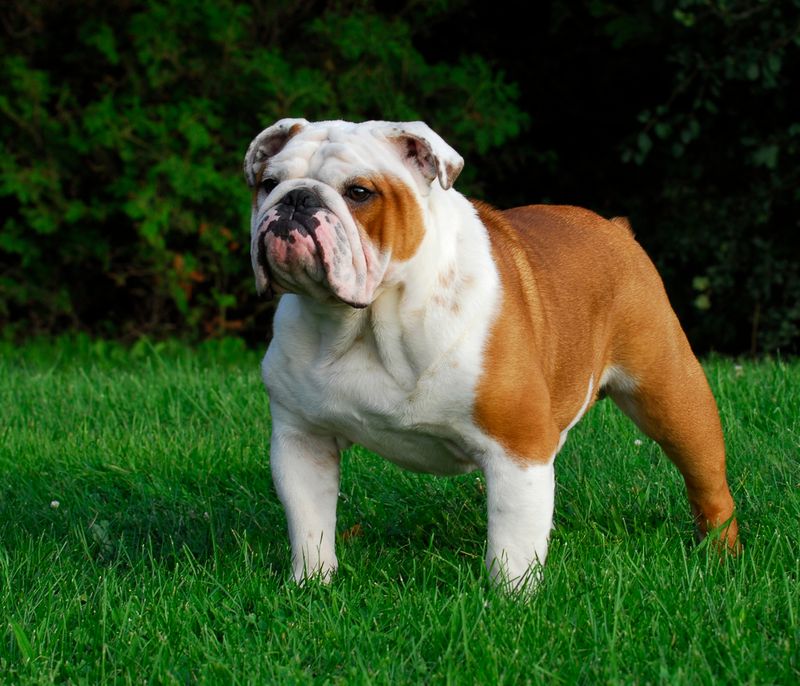 Bulldog