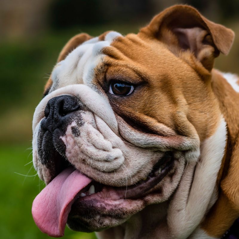 Bulldog