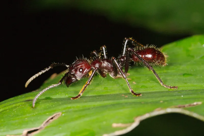Bullet Ant