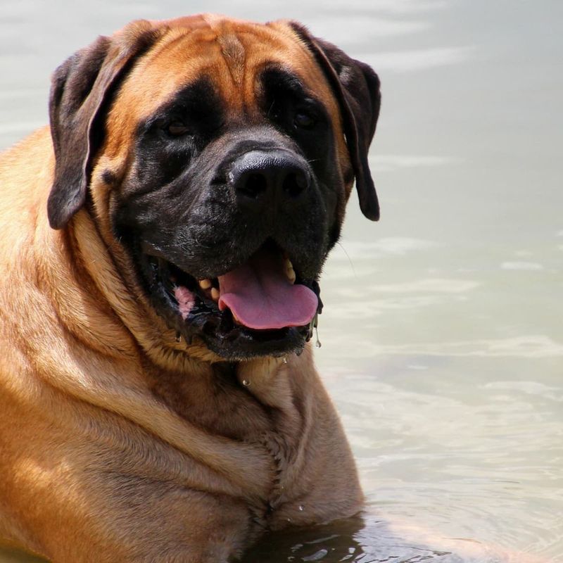 Bullmastiff