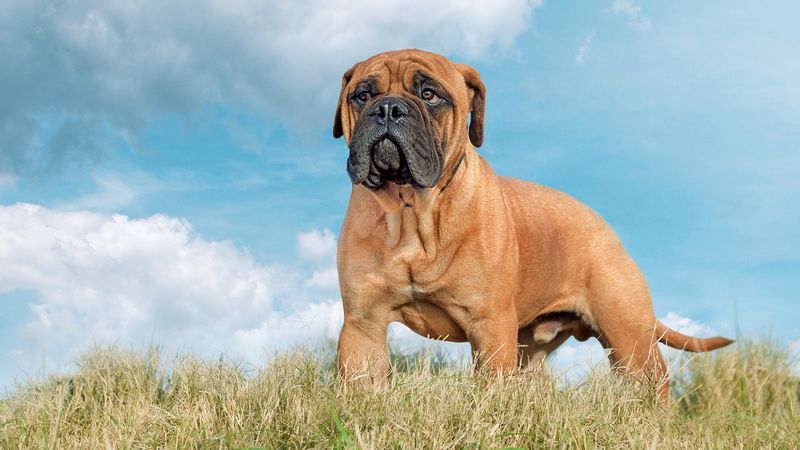 Bullmastiff