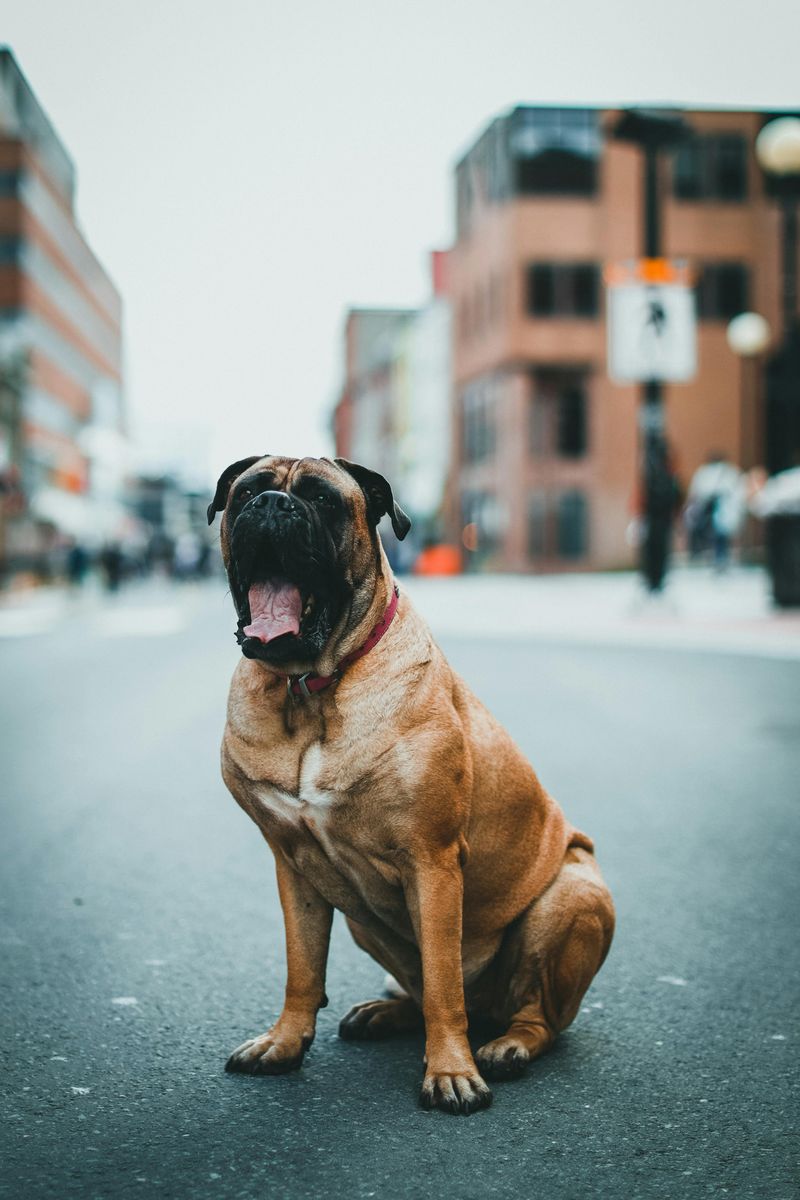 Bullmastiff