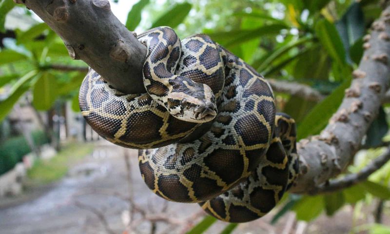 Burmese Python