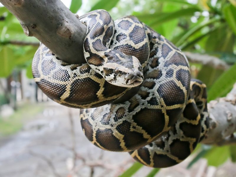 Burmese Python