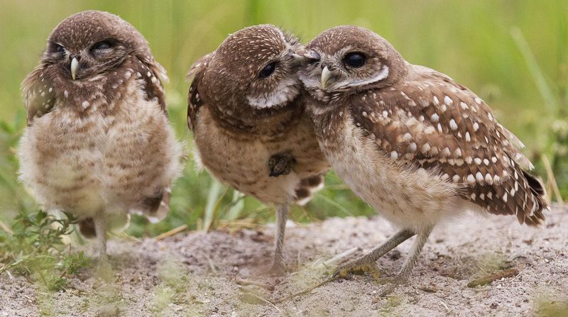 Burrowing Owl