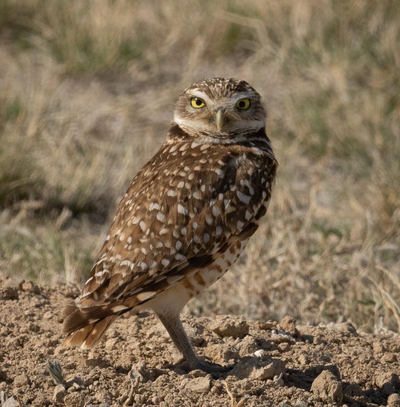 Burrowing Owl