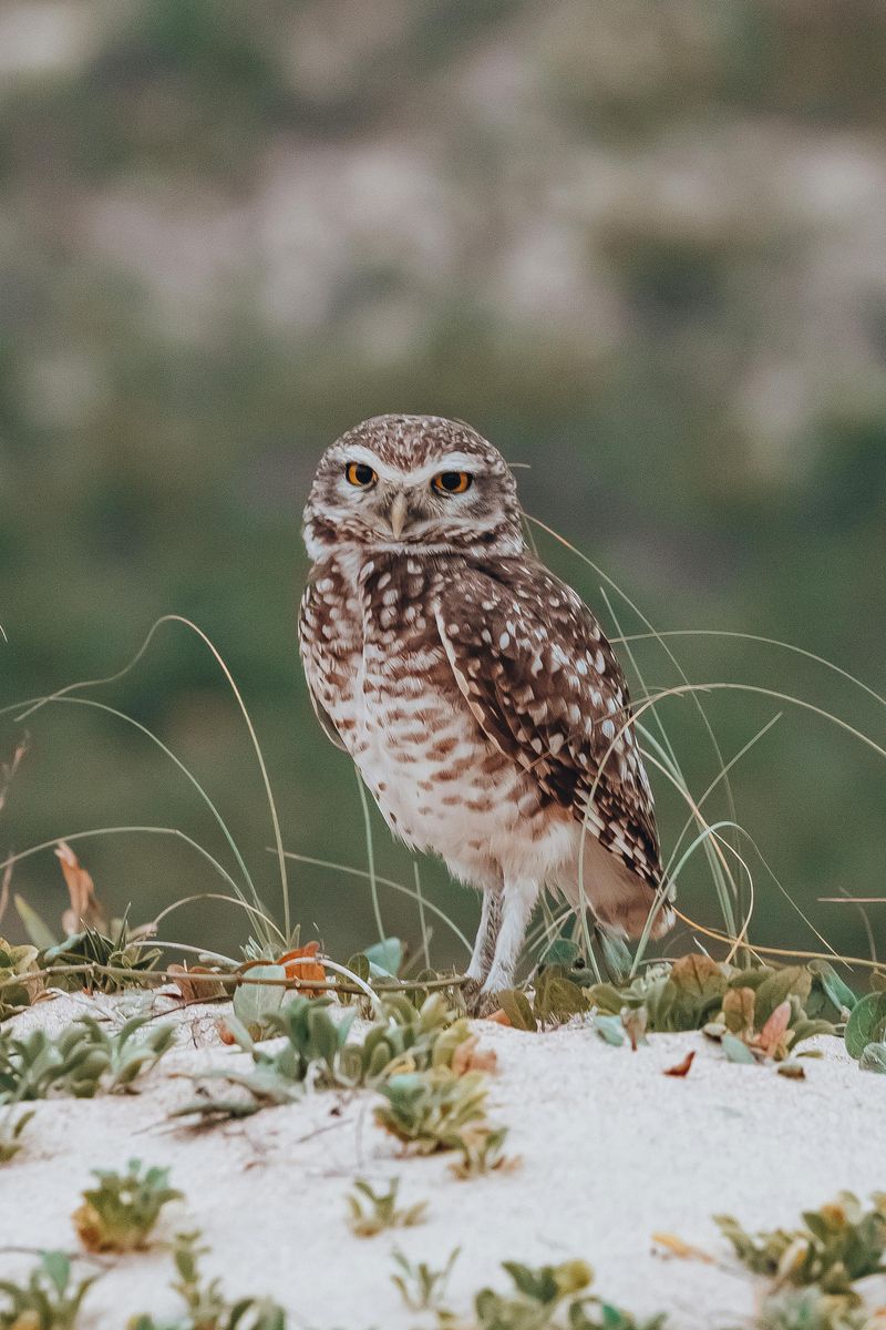 Burrowing Owl