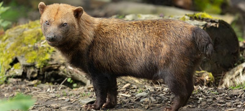 Bush Dog