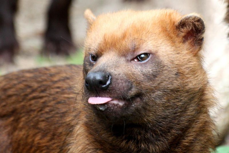 Bush Dog