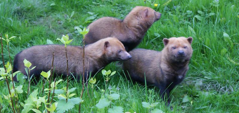 Bush Dogs