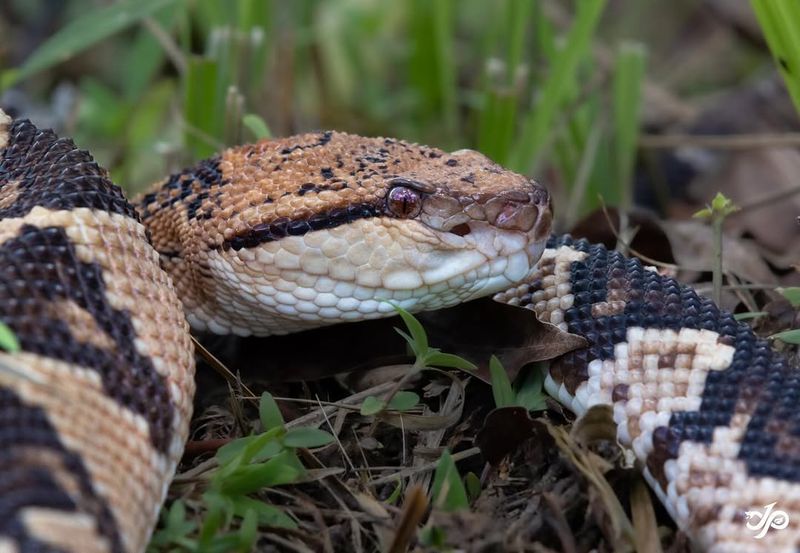 Bushmaster Snake